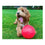 Juguete para perros Company of Animals Boomer Azul (100mm)