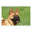 Bozal Company of Animals Baskerville Ultra Negro (6 x 26 cm)