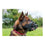 Bozal Company of Animals Baskerville Ultra Negro (6 x 26 cm)