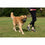 Bozal Company of Animals 75690 Negro 3