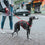 Arnés para Perro Hunter 48-70 cm Rojo S/M 36-51 cm