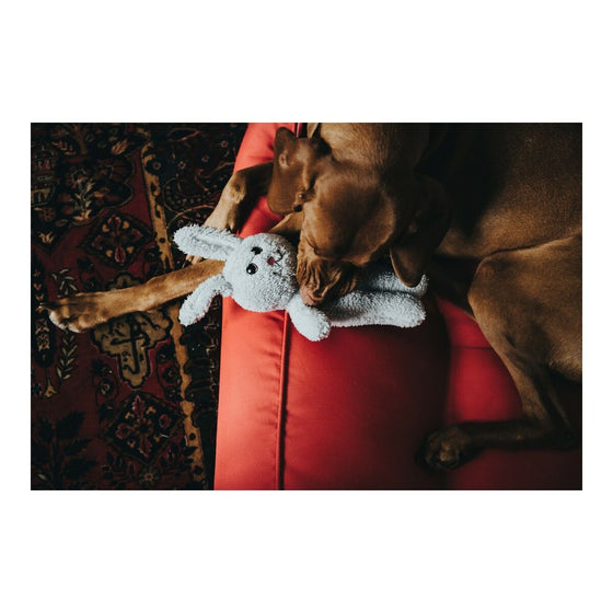 Juguete para perros Hunter Terni Gris Conejo