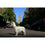 Collar para Perro Matteo                                 35-50 cm Estampado