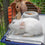 Jaula Ferplast Rabbit 120 Metal Plástico 11,8 x 58,5 x 49,5 cm