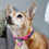 Collar para Perro Superman Rosa S/M