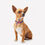 Collar para Perro Superman Rosa M/L