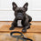 Correa para Perro The Mandalorian Gris Gris oscuro M