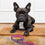 Correa para Perro Wonder Woman Rosa M