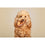 Snack para Perros Snackys 10 Unidades Oreja