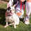 Collar para Perro DC Pets Azul M/L
