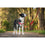 Arnés para Perro Red Dingo 50-70 cm Rojo M