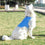Chaleco Refrescante para Mascotas Grandes InnovaGoods - L