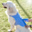 Chaleco Refrescante para Mascotas Grandes InnovaGoods - L